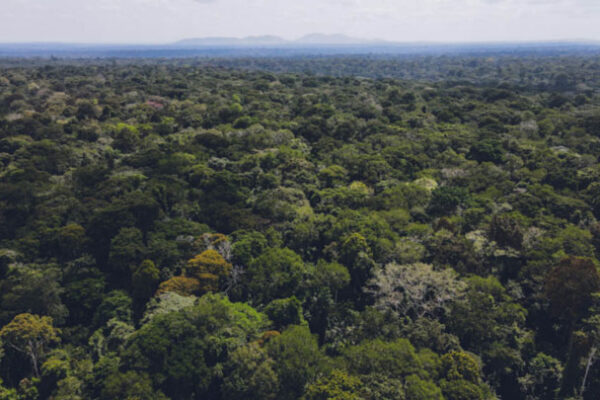 Uganda’s forest cover rebounds slightly as emissions continue to rise